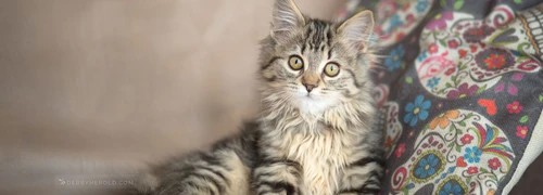Cat Photography
