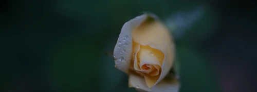 Vintage lenses adapted to digital