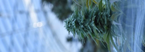 Capturing Cannabis