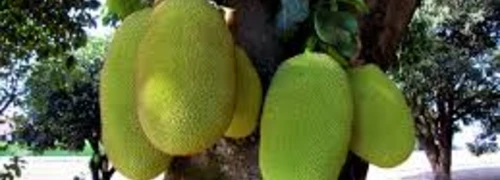 Fruits photography