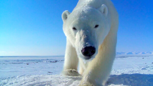 How Wildlife Filmmakers Are Getting Closer Than Ever Before