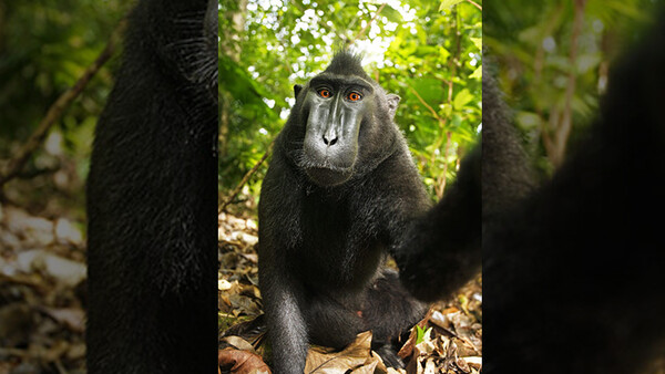 UPDATED: Wikipedia Refuses to Remove Famous Photo Because Copyright is "Owned by Monkey"