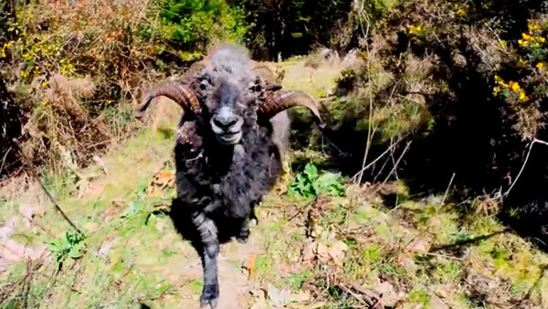 Angry Ram Knocks Drone From Sky And Attacks Photographer