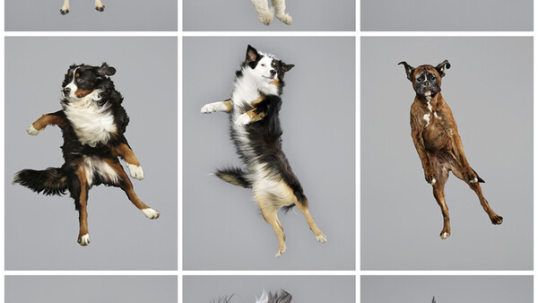 Ever Wondered What It Would Look Like If Dogs Could Fly?
