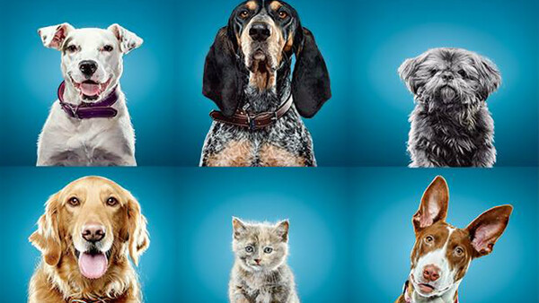 Simple Tips for Effectively Photographing Dogs in Studio