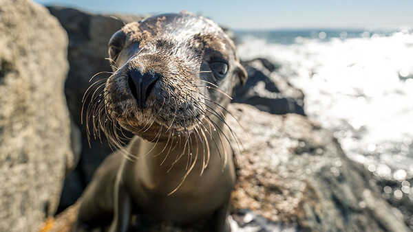 Image Stabilization, F/2.8, and 15-30mm: Tamron Just Brought Us the Best Wide-Angle Zoom You Can Get