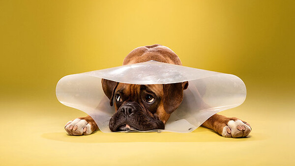 Photographer Ty Foster Tugs at Our Heart Strings in 'Timeout' a Series of Dogs in 'Cones of Shame'