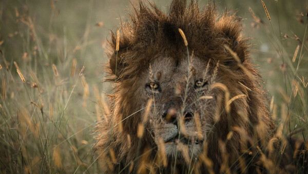 "Off The Beaten Track" Photographs Lions in Masai Mara, Kenya