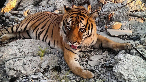 More Insight Into The "Escaped" Tiger Incident At Detroit's Packard Plant