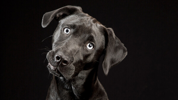These Black Dogs Will Make Your Eyes Light Up With Glee