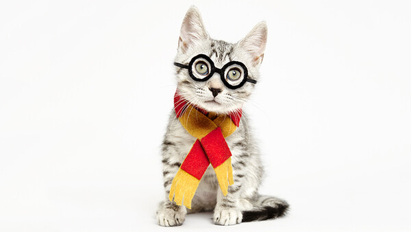 Donald Trump as a Cat: Stylist and Photographer Team up for Adorable Halloween Series for Adoption Awareness