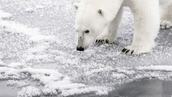 "Off The Beaten Track" in Svalbard - Photographing Melting Ice, Polar Bears, and More