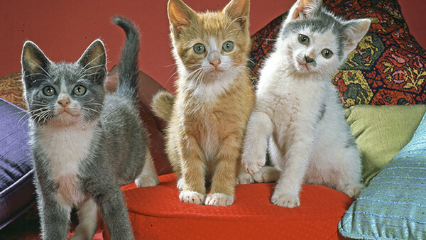 Meet the Cat Photographer Who Started It All