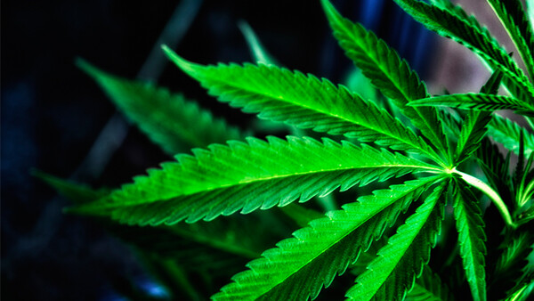 Using Photography to Redefine the Face of Marijuana