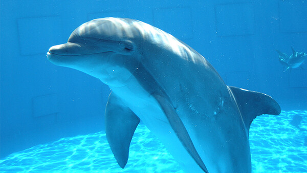 People Killed a Rare Baby Dolphin for Selfies