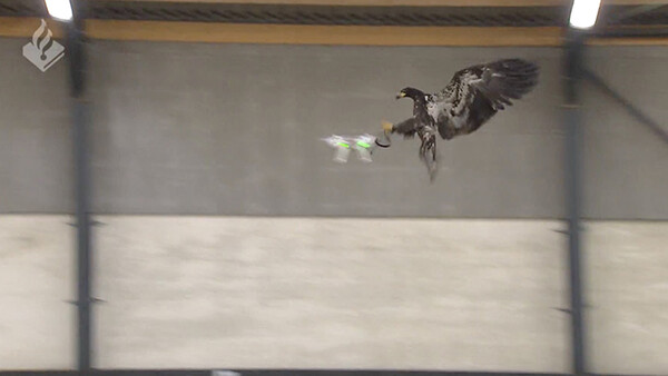 Dutch Police Training Eagles to Tackle Drones Like Prey
