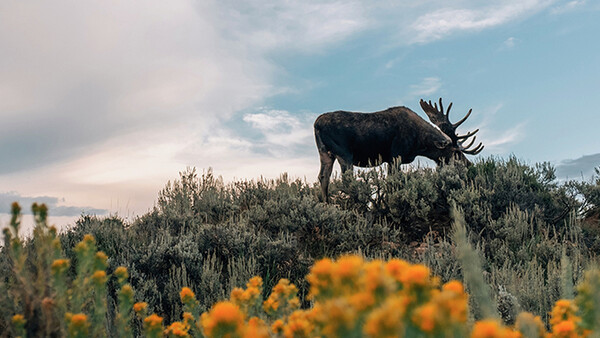 VSCO Launches Limited Edition World Wildlife Fund Preset