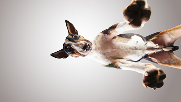 Adorable Photo Series Lets You Look 'Up' to Shelter Dogs