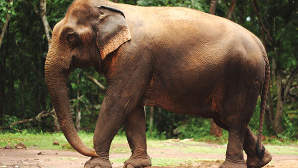 How Drones Are Being Used to Help Stop Poaching 