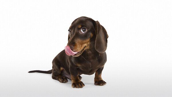 'Lick' Series Gets Even Cuter with 'Lick Puppies'