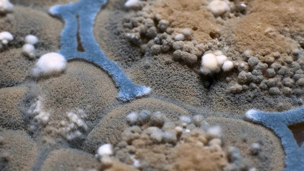'Game of Thrones' Intro Recreated Using Time-Lapse of Mold