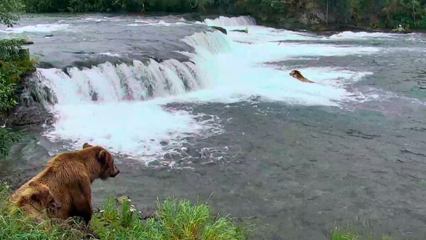 Watch Live Video of Bears Fishing for Salmon