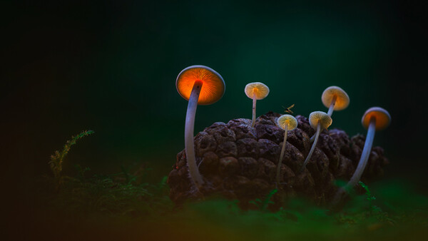 Those Glowing Mushrooms (Part 1): 6 Steps to Photographing Your Own Fantasy World