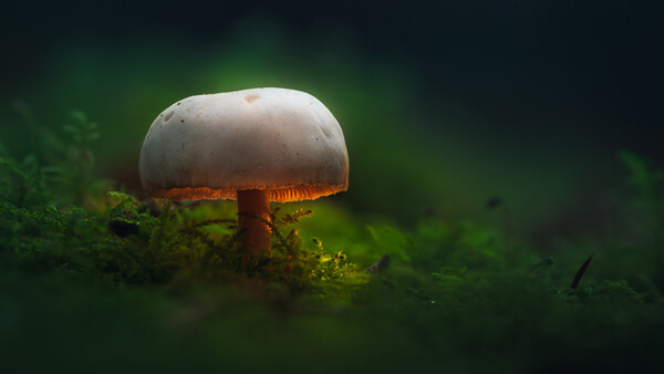 Those Glowing Mushrooms (Part 2): 7 Steps to Processing Your Own Fantasy World