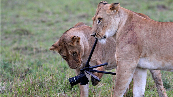 Lions Eat Photographer's Camera in Kenyan National Park