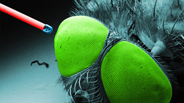 Researchers Create Cameras the Size of a Grain of Salt