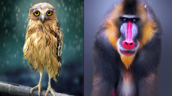 Mauritian Photographer Shamma Esoof With Her Astonishing, Sad Owl Portraits [Interview]