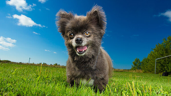 Boost Your Pet Photography Business by Working With a Rescue Group