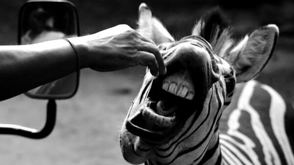 The Finalists for the 2016 Comedy Wildlife Photo Awards Are Here