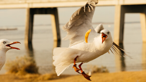 Grab an Aussie Camera Deal
