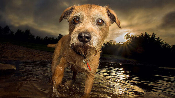 Three Reasons to Go Ultra Wide When Photographing Dogs Outdoors