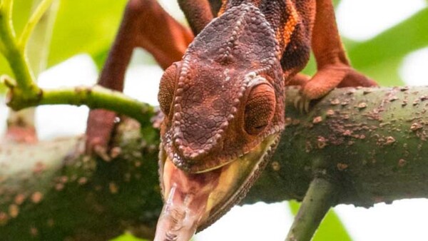 Photographer Travels to More Than 50 Countries to Photograph Weird and Wonderful Wildlife