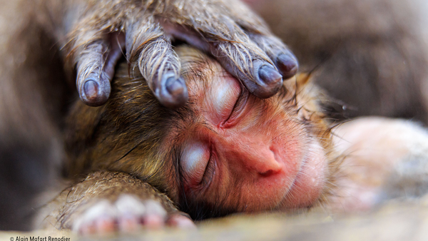 Wildlife Photographer of the Year: Cast Your Vote Now
