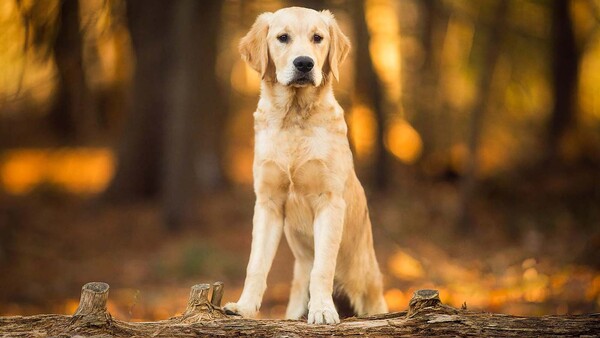 golden retriever sitting on log