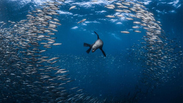 He Left Everything Behind and Became National Geographic's Nature Photographer of the Year