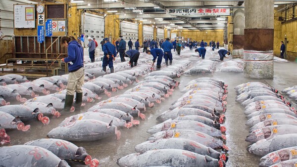 Experience Photographing the Tokyo Fish Market Before History Disappears