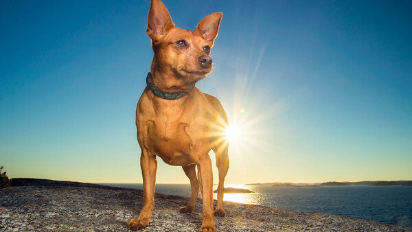 red miniature pinscher standing on rock at sunset