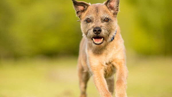 Establish Co-Marketing Partnerships for Your Pet Photography Business