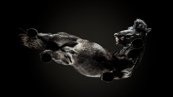 Photographing Horses From Ten Feet Underground: Fstoppers Interviews Andrius Burba