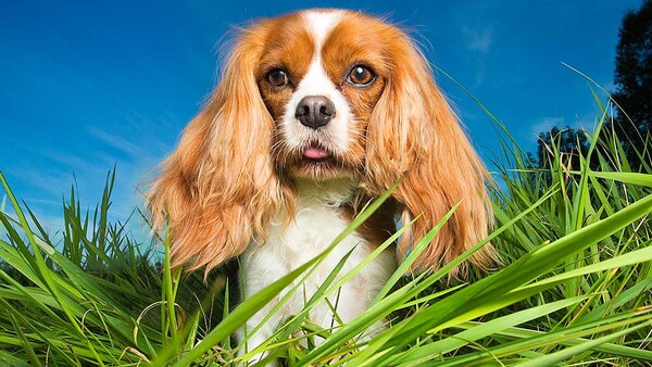 cavalier king charles spaniel standing in grass