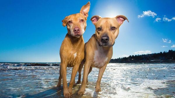 two dogs standing in the surf at the beach on a sunny day