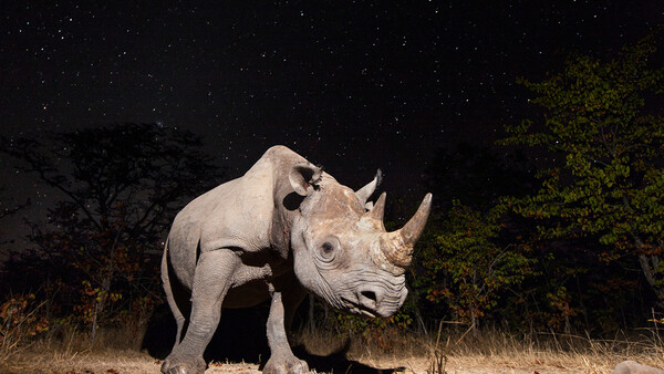 Capturing Elusive Animals With Camera Trap Wildlife Photography
