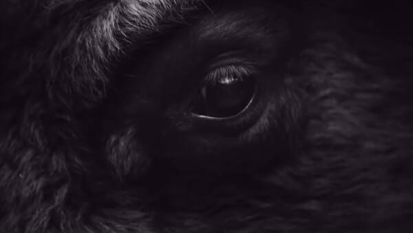 25-Year-Old Photographer Goes on the Hunt for the Perfect Wild Bison Picture