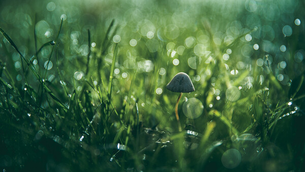 Morning Dew Plus Grass Equals Great Bokeh