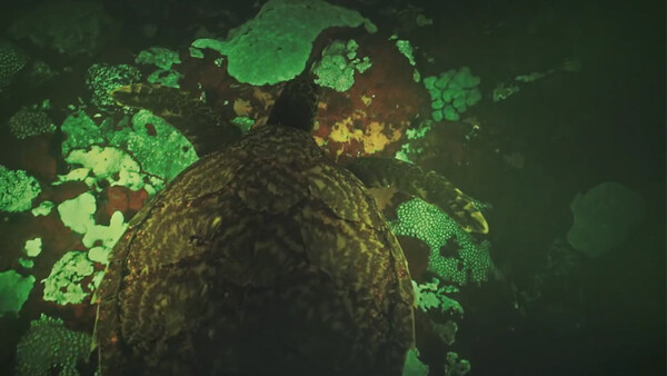 Using Canon's ISO 4.5 Million Camera to Capture Biofluorescent Turtles