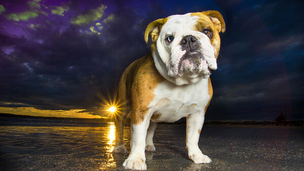 english bulldog standing on beach at sunset